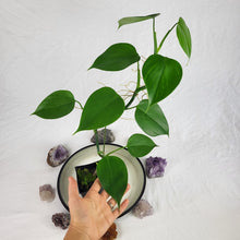 Load image into Gallery viewer, Philodendron Microstictum, Exact Plant
