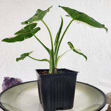 Load image into Gallery viewer, Alocasia Odora, Okinawa Silver, Exact Plant Variegated
