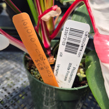 Load image into Gallery viewer, Philodendron White Princess Variegated exact plant, Fedex 2day*
