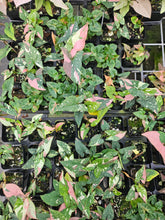 Load image into Gallery viewer, Syngonium Red Spot Tricolor Variegated 2.5" pot, FedEx 2day*
