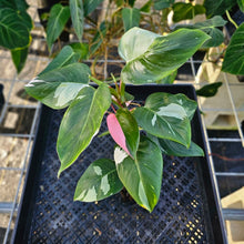 Load image into Gallery viewer, Philodendron White Princess, Exact Plant Variegated Ships Nationwide

