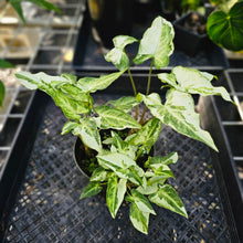 Load image into Gallery viewer, Syngonium Three Kings Magic Marble, Exact Plant Variegated Triple plant pot Ships Nationwide
