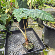 Load image into Gallery viewer, Alocasia Psuedosanderiana exact plant, Fedex 2day*
