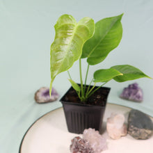 Load image into Gallery viewer, Anthurium Veitchii 4&quot; pot, Fedex 2 day*
