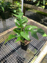 Load image into Gallery viewer, Rhaphidophora Tetrasperma Monstera Ginny, 2&#39;&#39; pot, ships nationwide
