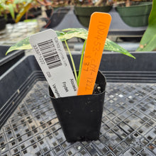Load image into Gallery viewer, Alocasia Frydek, Exact Plant Variegated Ships Nationwide
