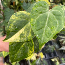 Load image into Gallery viewer, Anthurium Clarinervium Variegated 2.5" pot, Fedex 2day*
