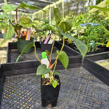 Load image into Gallery viewer, Anthurium Papillilaminum Fort Sherman X Ralph Lynam, Exact Plant Ship Nationwide
