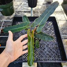 Load image into Gallery viewer, Philodendron Atabapoense Dark Form, Exact Plant Ships Nationwide
