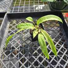 Load image into Gallery viewer, Anthurium Vittarifolium , Exact Plant Variegated Ships Nationwide
