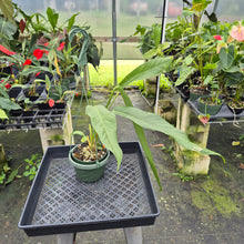 Load image into Gallery viewer, Anthurium Spectabile exact plant, Fedex 2day*

