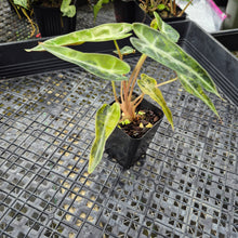 Load image into Gallery viewer, Alocasia Bambino, Exact Plant Variegated Ships Nationwide
