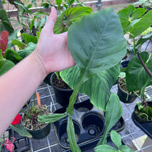 Load image into Gallery viewer, Philodendron Joepii, Exact Plant Ships Nationwide
