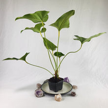 Load image into Gallery viewer, Anthurium Brownii, Exact Plant Ships Nationwide
