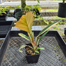 Load image into Gallery viewer, Philodendron Caramel Marble, Exact Plant Variegated Ships Nationwide
