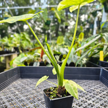 Load image into Gallery viewer, Alocasia Gageana Aurea, Exact Plant Variegated with babies
