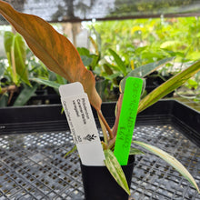 Load image into Gallery viewer, Philodendron Caramel Marble, Exact Plant Variegated Ships Nationwide
