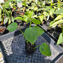 Load image into Gallery viewer, Philodendron Microstictum, Exact Plant Ships Nationwide
