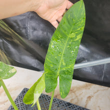 Load image into Gallery viewer, Philodendron Jose Buono, Exact Plant Variegated Ships Nationwide
