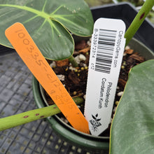 Load image into Gallery viewer, Philodendron Cordatum Kunth exact plant, Fedex 2day*

