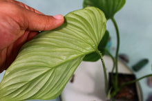 Load image into Gallery viewer, Philodendron Plowmanii Exact Plant Ships nationwide
