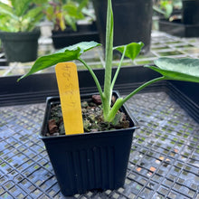 Load image into Gallery viewer, Homalomena Schismatoglottis Neoguineensis, Exact Plant
