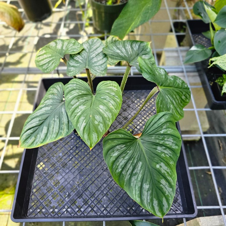 Philodendron Plowmanii, Exact Plant