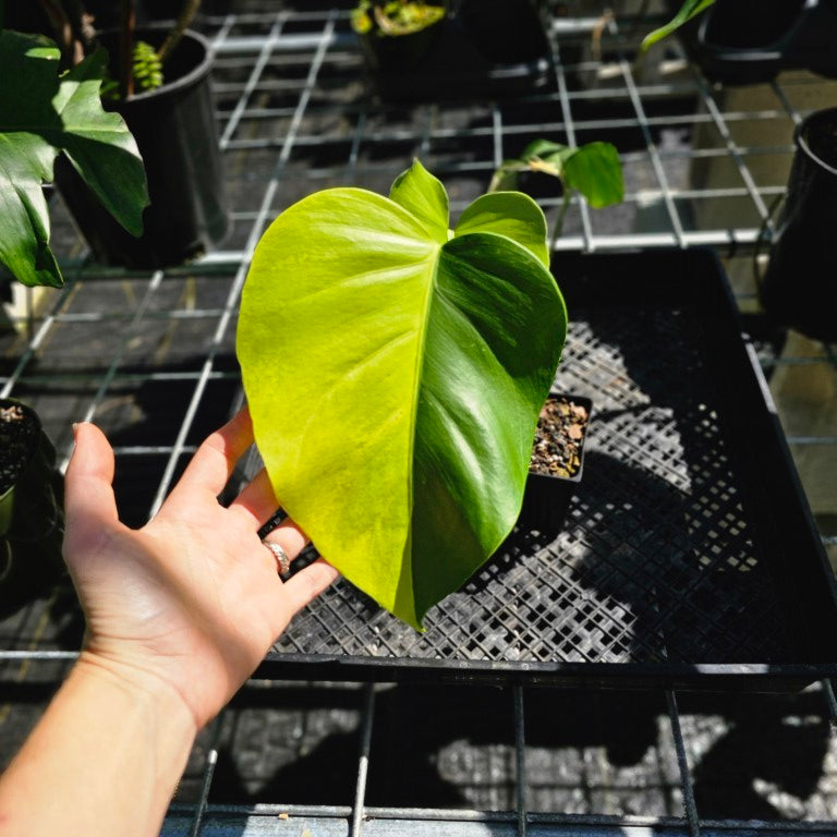 Monstera Borsigiana Aurea, Exact Plant Variegated Ships Nationwide