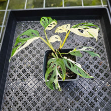 Load image into Gallery viewer, Monstera Adansonii Laniata Albo, Exact Plant Variegated Double plant
