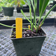Load image into Gallery viewer, Anthurium Bakeri, Exact Plant
