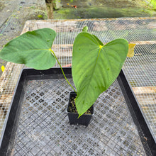 Load image into Gallery viewer, Anthurium Warocqueanum x noid, Exact Plant Ships Nationwide

