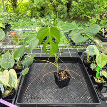 Load image into Gallery viewer, Monstera Sierrana Hawaii Clone, Exact Plant Ships Nationwide
