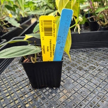 Load image into Gallery viewer, Philodendron Hederaceum Micans Aurea, Exact Plant Variegated Ships Nationwide

