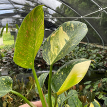 Load image into Gallery viewer, Philodendron Green Congo Nuclear Variegated 4" pot, Fedex 2day*
