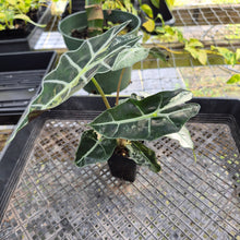 Load image into Gallery viewer, Alocasia Polly Snowflake Pink Variegated, Exact Plant Ships Nationwide.
