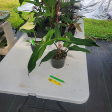 Load image into Gallery viewer, Philodendron Mexicanum, Exact Plant Ships Nationwide
