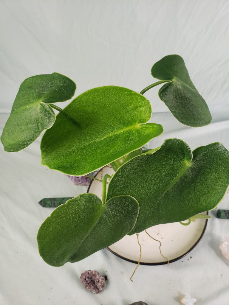 Rugosum, exact plant, Philodendron, ships nationwide