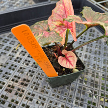 Load image into Gallery viewer, Syngonium Strawberry Ice Variegated exact plant, Fedex 2day*
