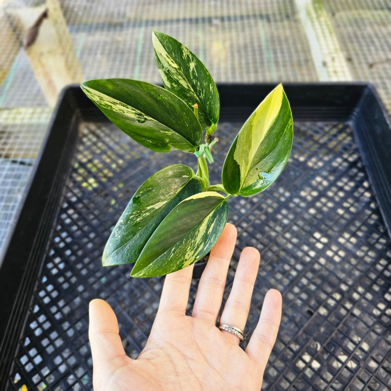 Monstera Standleyana Aurea, Exact Plant Variegated Ships Nationwide