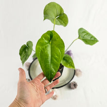 Load image into Gallery viewer, Anthurium Watermaliense, Exact Plant Ships Nationwide
