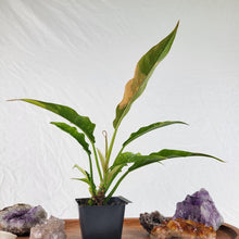 Load image into Gallery viewer, Philodendron Ring Of Fire Variegated 2.5" pot, Fedex 2day*
