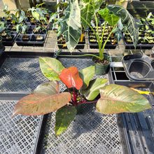 Load image into Gallery viewer, Philodendron Orange Princess Variegated exact plant, Fedex 2day
