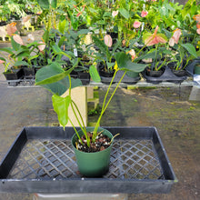 Load image into Gallery viewer, Anthurium Speckled Butterfly Shibori AFF, Exact Plant Variegated Ship Nationwide
