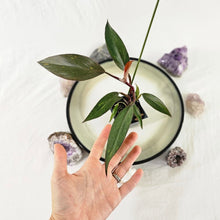 Load image into Gallery viewer, Philodendron Orange Princess, Exact Plant Variegated Ships Nationwide
