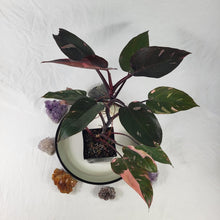 Load image into Gallery viewer, Philodendron Pink Princess Galaxy, Exact Plant Variegated
