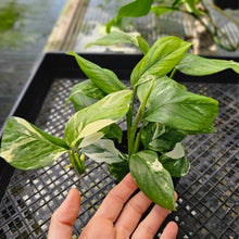Load image into Gallery viewer, Monstera Lechleriana, Exact Plant Variegated Ships Nationwide
