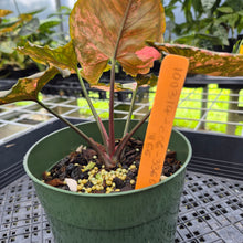 Load image into Gallery viewer, Syngonium Strawberry Ice Variegated exact plant, Fedex 2day*
