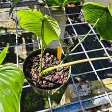 Load image into Gallery viewer, Philodendron Sharoniae, Exact Plant

