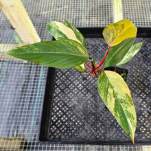 Load image into Gallery viewer, Philodendron Strawberry Shake, Exact Plant Variegated Ships Nationwide
