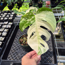 Load image into Gallery viewer, Monstera Borsigiana Albo Deliciosa Variegated exact plant, Fedex 2day*
